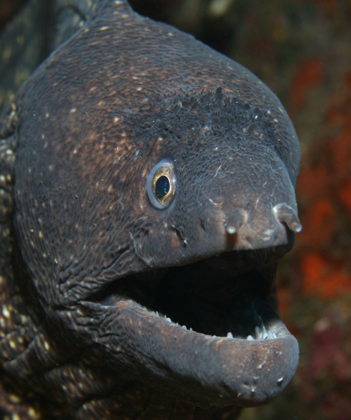 ANGUILLIFORMES (ANGUILLE E MURENE)